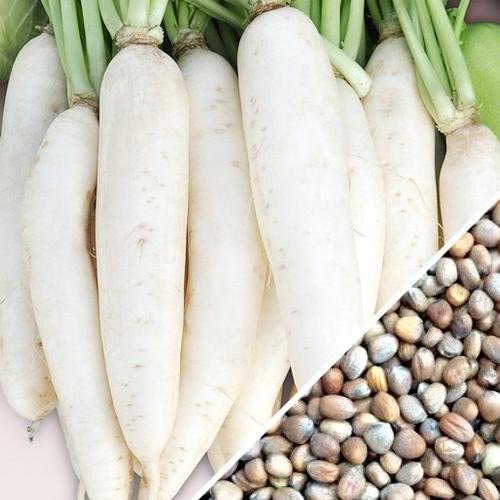 EVOY Hybrid White Radish Mooli KE Beej Non Gmo Seeds 100 Seeds AG28