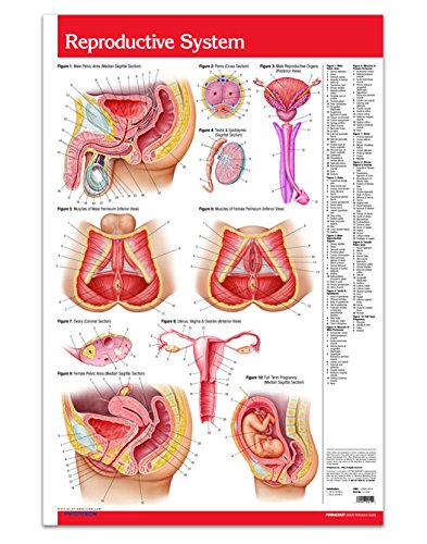 Male & Female Reproductive System Poster Wall Chart - 24