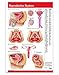 Permacharts Male & Female Reproductive System Poster Wall Chart - 24