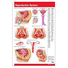 Male & Female Reproductive System Poster Wall Chart - 24" x 36" Laminated Anatomy Poster - Medical Quick Reference by Permacharts