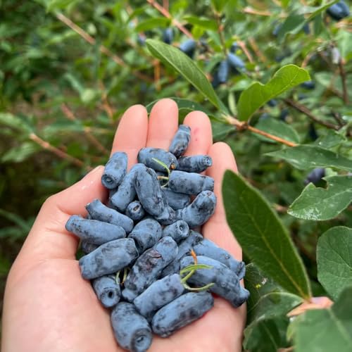 Semillas de arándano siberiano Decoración de sala de estar semillas de lonicera caerulea árbol frutal, bonsái de interior, bonsái plantas raras Decoración de árboles de frutas árbol 45pcs