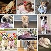 Blueberry Pet Floral Dog Hoodie, Rose Print Pullover Sweatshirt for Small Dogs, 10" Back Length, Lightweight Spring Outfit in Stylish Grey #4