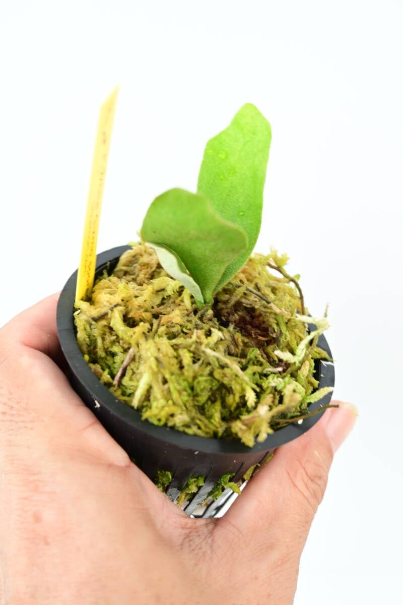 ビカクシダ　pedro & White gizmo セット ビカクシダ pedro & White gizmo セット ビカクシダセット15種