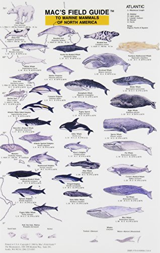 Mac's Field Guides: North American Marine Mammals (Mac's Guides (Paperback)) - Image 2