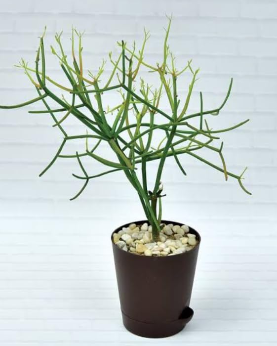 pencil cactus live plant (B0CH4RZLQ8) Amazon Price History, Amazon Price Tracker