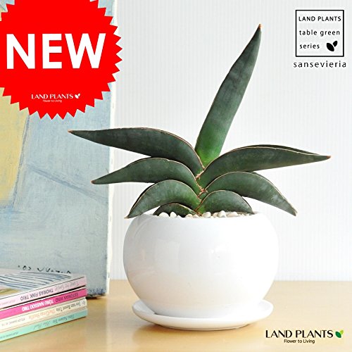 サンスベリアおすすめ33種類の特徴 育て方 人気 希少種までご紹介 暮らし の