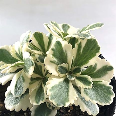 Amazon Co Jp 多肉植物 Seセダム アトランティス 多肉植物 セダム 9cmポット ホーム キッチン