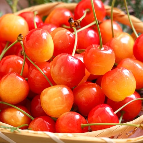 先行予約 さくらんぼ 佐藤錦 秀Lサイズ 500g(500g×1パック) 6月上旬~下旬頃発送 バラ詰め プレゼント ギフト 令和8年産 2026年産 山形県産 ns-snslb500