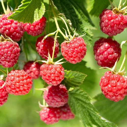 YouGarden Raspberry 'Lowberry Baby Dwarf', 3 Litre Pot, Ready to Plant, Compact Fruiting Shrub
