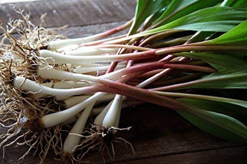 25 Fresh Wild Ramps/Leeks for Cooking or replanting PRE-Order & Save - Arriving May 2020 - Thumbnail 3