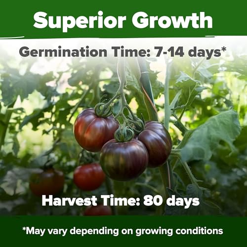 Image of HOME GROWN Cherokee Purple Tomato Seeds 212+ Heirloom Non-GMO Seeds for Planting, High Germination, Indeterminate Beefsteak, Rich Smoky Flavor, Slicing Tomato for Garden (Solanum lycopersicum)