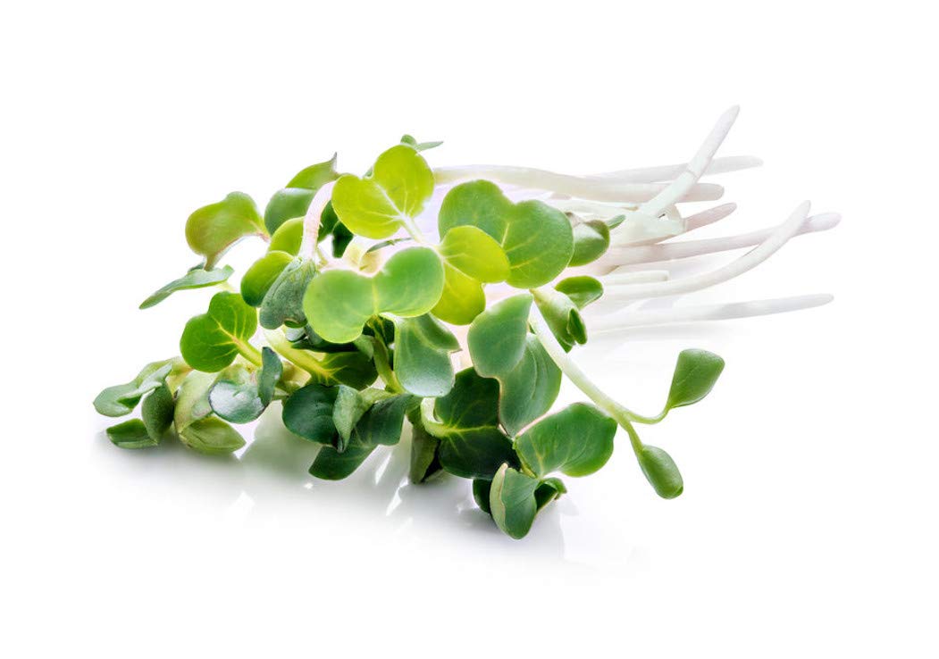AllThatGrows Turnip Purple Top Microgreen Seeds - 100gms (B07V9FL1PD) Amazon Price History, Amazon Price Tracker