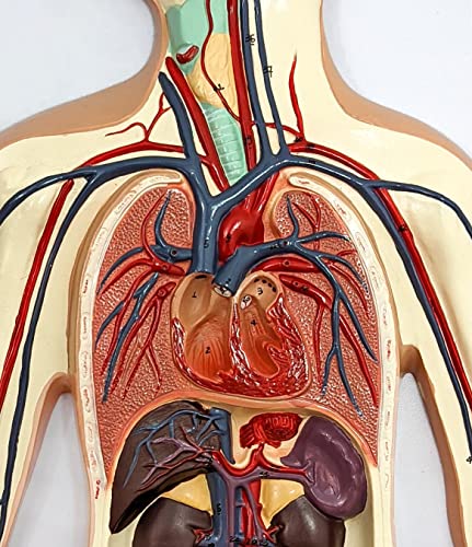 Axis Scientific Human Circulatory System Model, Half Life-Size, Details Veins, Arteries And Thoracic Organs, Includes A Product Manual #TOP7