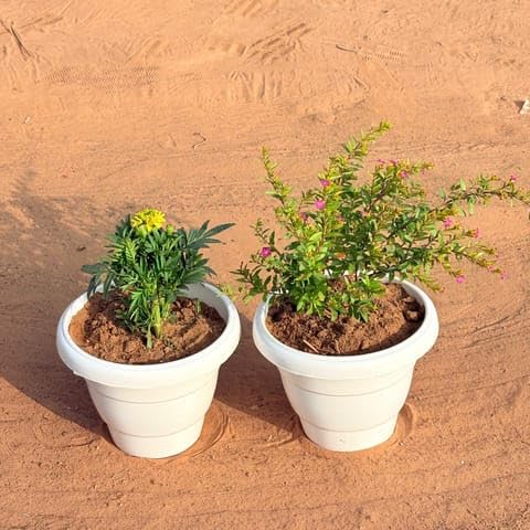 Best Nursery Set of 2 - Cuphea/False Heather & Marigold/Genda (Any Colour) in 8 Inch Plant White Classy Plastic Pot-image-48