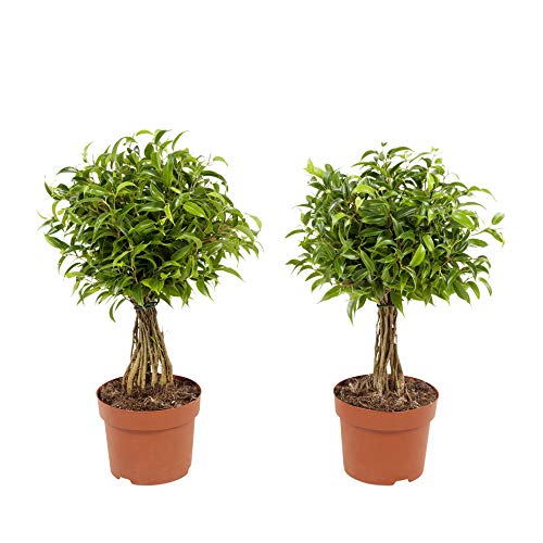 Choice of Green - Set of 2 Ficus Benjamin Babilatos - Weeping fig - Live Indoor Plant in Growers Pot Diameter 12 cm - Height 30 cm - Quality from Holland - Fresh from The Grower