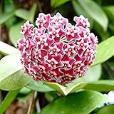 Hoya Carnosa Seeds Wax Plant Attractive Waxy Foliage, Unique Growth Habit, Clusters of Fragrant, Star-Shaped Flower Low-Maintenance Houseplant Hanging Basket 100Pcs Flower Seeds by YEGAOL Garden