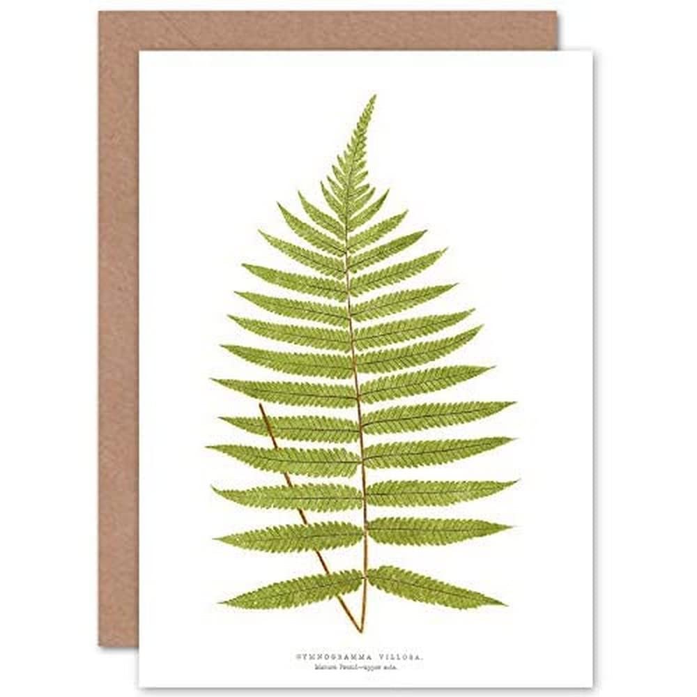 Wee Blue Coo Fern Gymnogramma Villosa Greeting Card With Envelope Inside Premium Quality