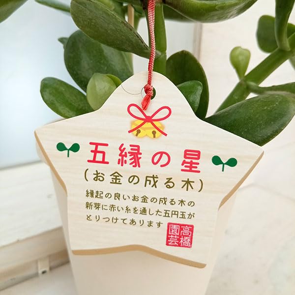 Amazon｜金のなる木（花月・カゲツ) ：五縁の星（ゴエンノホシ）4号