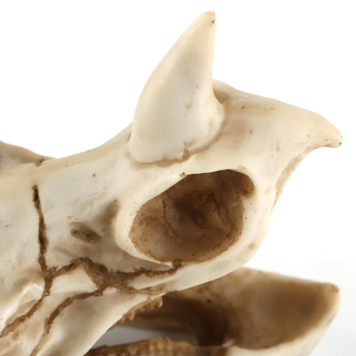 Réplica de Modelo de cráneo de Triceratops de Resina, fósil de cráneo de Diente de Dinosaurio, Accesorios de fotografía, Herramienta de enseñanza, Ornamento para el hogar
