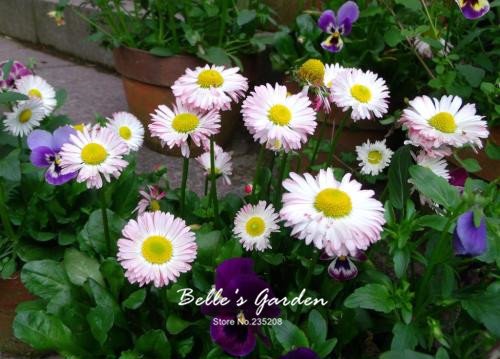 Graines de marguerites multicolores Plantes rustiques Graines de fleurs de marguerite Bellis Tasso Fleurs ornementales exotiques Graines de bonsaï Paquet de 500 graines