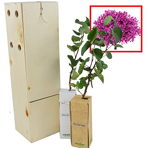 ÁRBOL DEL AMOR de pequeño tamaño en caja de madera. Alveolo forestal (2)