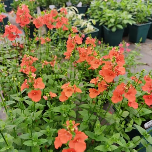 elfenspornsamen - alte sorten deko winterharte gewächshaus balkon 300pcs