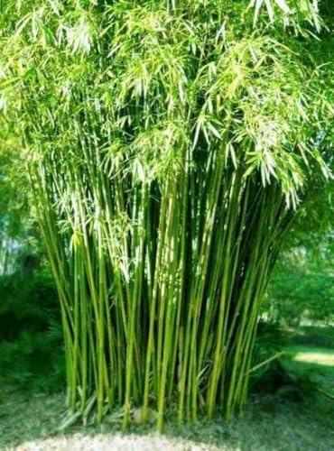Live Plant Bamboo Desi Bamboo Green Outdoor Gardening Live Plant Leaves Garden Plant(1 Healthy With Black Plastic Pot)-image-24