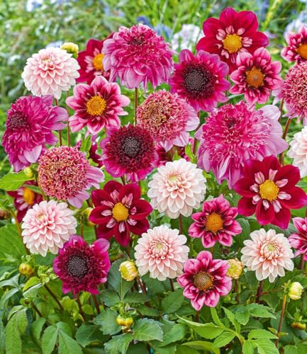 BALDUR Garten 4er Dahlien-Mix Purple & Pink Knollen in Größe I lange Blütezeit beeindruckende Schnittblumen Blickfang für Garten & Balkon bienenfreundlich mehrjährig & pflegeleicht