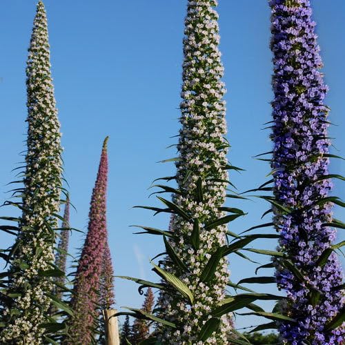 Plant World Seeds - Echium Pininana 3 Colours Seeds (Exotic Flower Seeds)