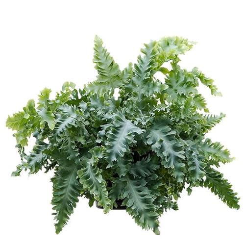 Helecho Phlebodium Blue Star: Planta Natural de Exterior