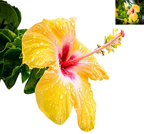 Nema Hibiscus Rosa-sinensis Flower Seeds - Yellow - 100 Pcs-image-39
