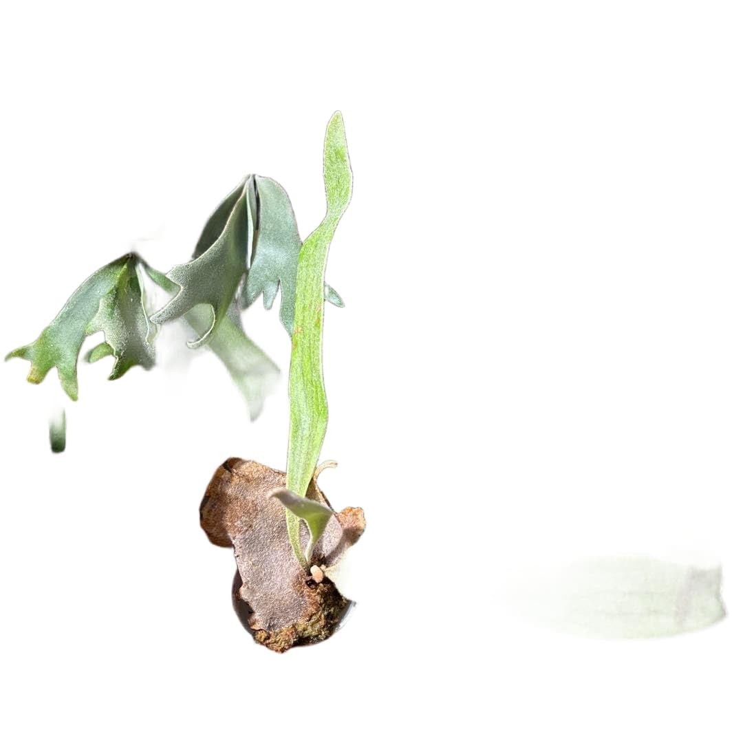 Amazon｜veitchii 陽炎 spore カゲロウ｜観葉植物 オンライン通販
