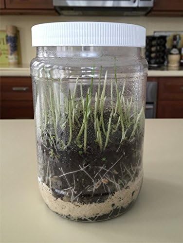 Miniatura 4 de Kit de terrario para 10 estudiantes. Suministros premedidos para 10 estudiantes para construir su propio jardín en miniatura. Ideal para enseñar