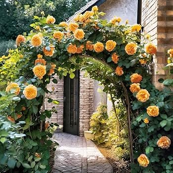 Image of 250+ Seeds || All Time Bloom Climbing Rose Imported Flower Seeds - Multi Colour Hybrid Variety, 96% Germination, Fast Growing Creeper for Balcony, Garden & Terrace || Pack of 250+ Seeds.