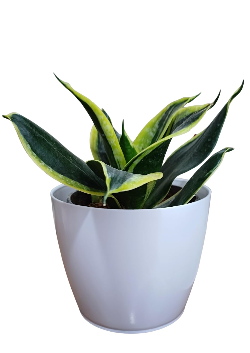 SUGRAM PLANTS Sansevieria Lotus Air Purifier Snake Live Plant with 4.5" White pot for self watering | indoor plants for living room, House Plant, Office Plant (1 Pcs of Sansevieria lotus) (B0CNM21MY9) Amazon Price History, Amazon Price Tracker