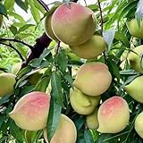 Fácil de cultivar y de bajo mantenimiento.