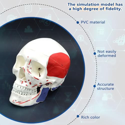 Image of Numbered Human Skull Model,Colorful Human Anatomy Exploded Skull,3 Parts and 55pcs Labeled Numbered for Student Study,Teaching Demonstration and Medical Education Display