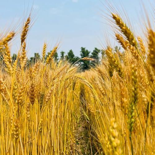 semillas de trigo organicas - cama cocina jardín regalos variedades antiguas 250pcs