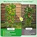 Legigo 4 Pack Square Tomato Cages- 45 Inch Heavy Duty Tomato Trellis for Climbing Plants Outdoor, Tomato Plant Support Stakes Cage Garden Trellis for Garden Raised Garden Bed Cucumbers Vegetables