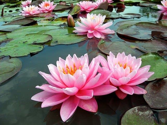LIVOX Lotus Flower Seeds Mixed Color Aquaculture Flower Hydroponic water Plants Seeds for Home Gardening Seeds for Summer Garden Plant Seeds (12 per packet) (B0B18RN44J) Amazon Price History, Amazon Price Tracker