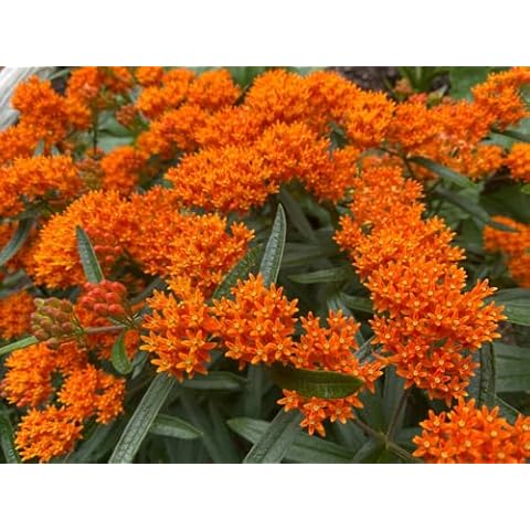 50+ Orange Butterfly Weed Flower Seeds Wildflower Container Garden Cover
