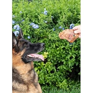 Pig Ears for Dogs 100% Natural Healthy & Pure Pork Ear is Easily Digestible with No Added Colorings, Chemicals Rawhide & Odor Free Dog Treats All Breed Sizes – Jumbo Size (6 Count)