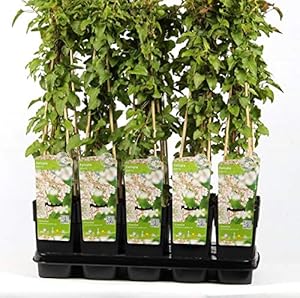 Baumschule Schling-Knöterich Fallopia aubertii 40-60cm