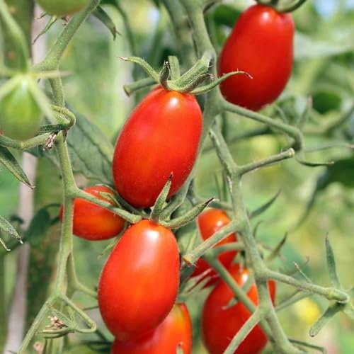 Tomato Roma 30 Seeds Vegetable Garden Spring Summer Australian Grown