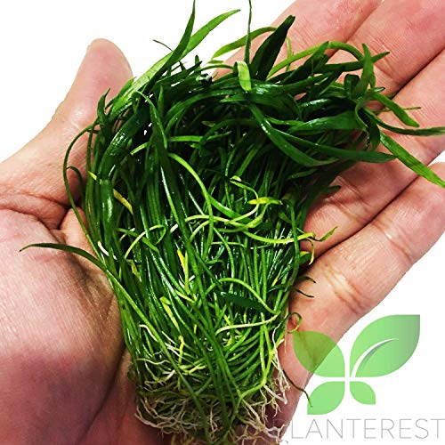 Planterest – Micro Sword Clump Easy Carpet Live Aquarium Plant Decorations Buy2Get1Free #TOP1