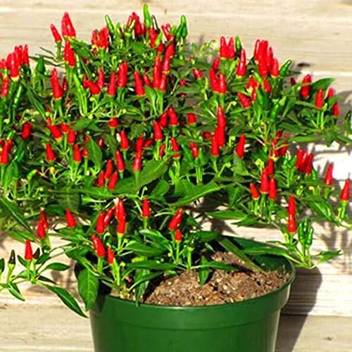 Golden Hills Farm Bird Chilly Seeds - Bird Chilli -Red Seeds Semi-Shrubby 100 seeds (B07NGK2L8Z) Amazon Price History, Amazon Price Tracker