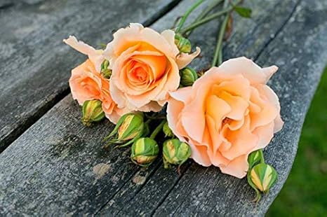 Amazon アート印刷 絵画風 壁紙ポスター はがせるシール式 オレンジの花をバラ 写真 特大 絵画 壁飾り キャンバス ステッカー 105cmx70cm ウォールステッカー オンライン通販