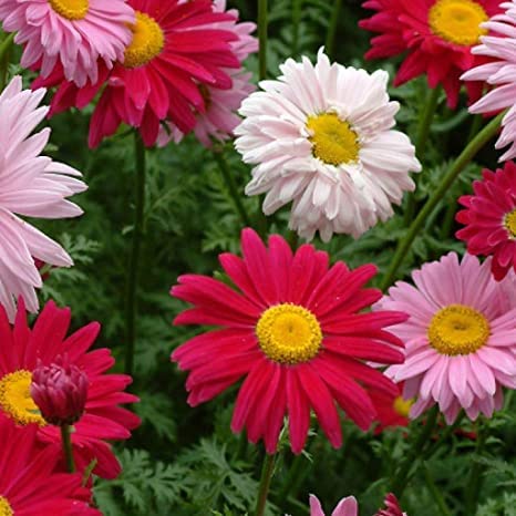 Chrysanthemum Hybrid Live Plant Flower Seeds for Home Garden Pack of 50 Seeds By Zabbus (B0BQX4SKTZ) Amazon Price History, Amazon Price Tracker