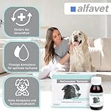alfavet ReConvales Tonicum Hund, Doppelpack, appetitanregendes Ergänzungsfuttermittel zur Rekonvaleszenz und bei Untergewicht, 2 x 6x90 ml Flasche