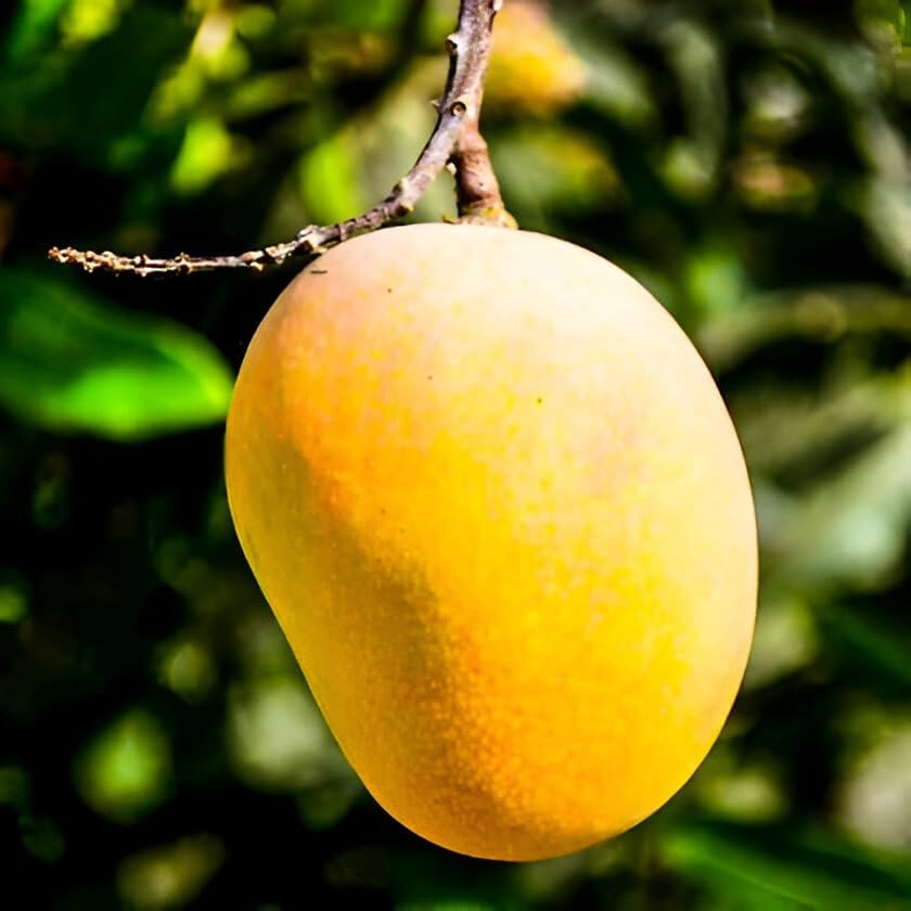 Image of Grafted Live Plant Delicious Frash ''Alphonso Mango'' Fruit Plant Tree || For Home Garden Outdoor & Indoor Plant.